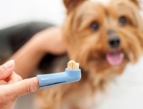 มาแปรงฟันให้น้องหมากันเถอะ! หมอแนะวิธีแปรงฟันสุนัขอย่างถูกวิธี ไม่ใช่เรื่องยากเลย ใครก็แปรงให้น้องหมาได้