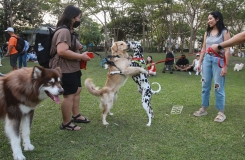 Dog park สวนสาธารณะ สวนรถไฟน้องหมาเข้าได้ สวนวชิรเบญจทัศ (สวนรถไฟ) Vachirabenjatas Park