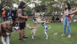 Dog park สวนสาธารณะ สวนรถไฟน้องหมาเข้าได้ สวนวชิรเบญจทัศ (สวนรถไฟ) Vachirabenjatas Park