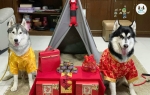 เสื้อจีนสำหรับสัตว์เลี้ยงขนาดใหญ่ เสื้อจีนหมาใหญ่ เสื้อจีนสุนัขพันธ์ใหญ่ เสื้อผ้าสุนัขตัวโต เสื้อหมาใหญ่ ไซส์ 7-16  (อก 56-106 cm.)