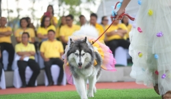 Dog Park สวนสาธารณะหมาแมวเข้าได้ เปิดใหม่ สวนสาธาณะบางแคภิรมย์