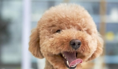 วิธีดูแลฟันน้องหมา ให้สวย ขาว สะอาดไม่มีหินปูน สุขภาพฟันและช่องปากแข็งแรง ง่ายนิดเดียว