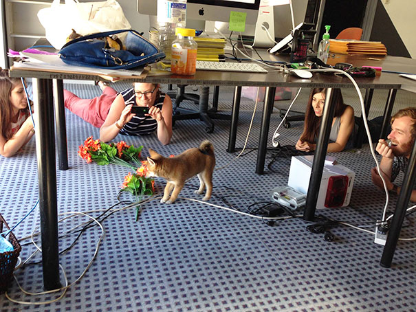 bring-puppy-to-work-1__605.jpg