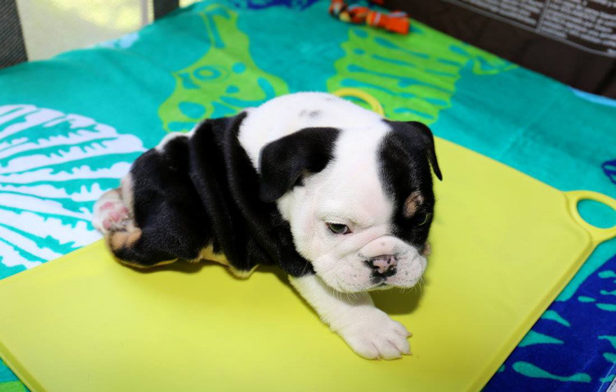 puppy-born-2-legs-half-bulldog-twice-heart-bonsai-1.jpg