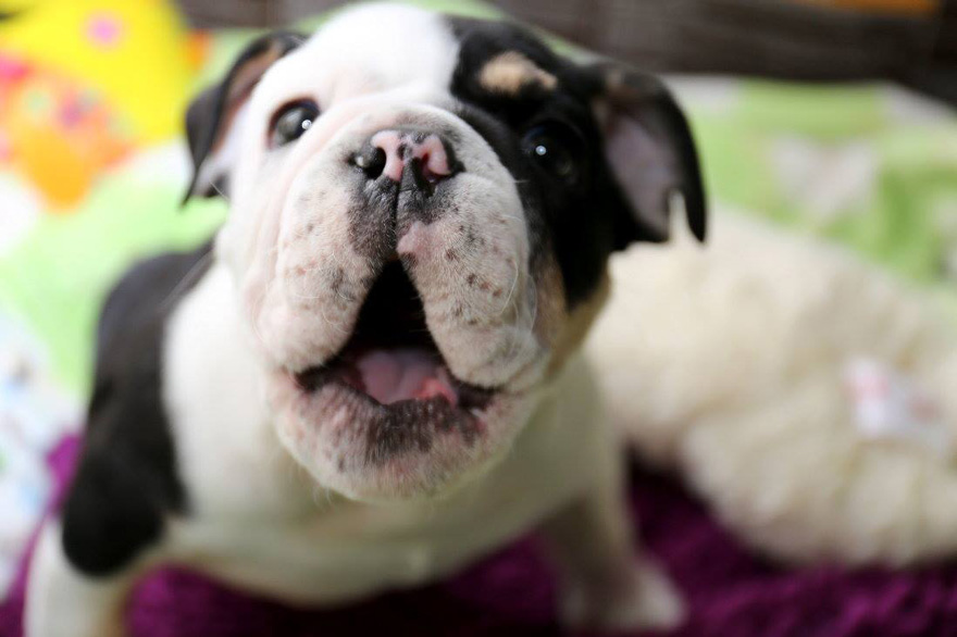 puppy-born-2-legs-half-bulldog-twice-heart-bonsai-5.jpg