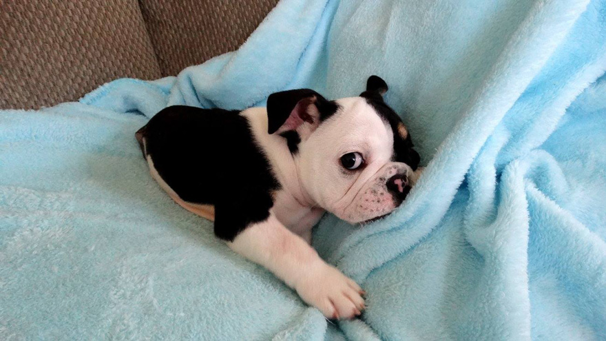 puppy-born-2-legs-half-bulldog-twice-heart-bonsai-9.jpg