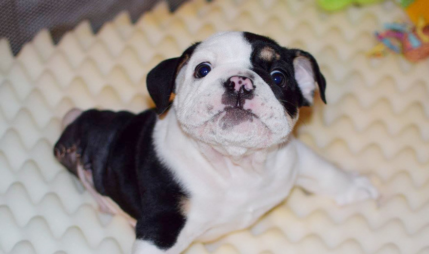 puppy-born-2-legs-half-bulldog-twice-heart-bonsai-15.jpg