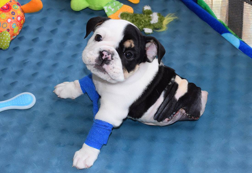 puppy-born-2-legs-half-bulldog-twice-heart-bonsai-18.jpg