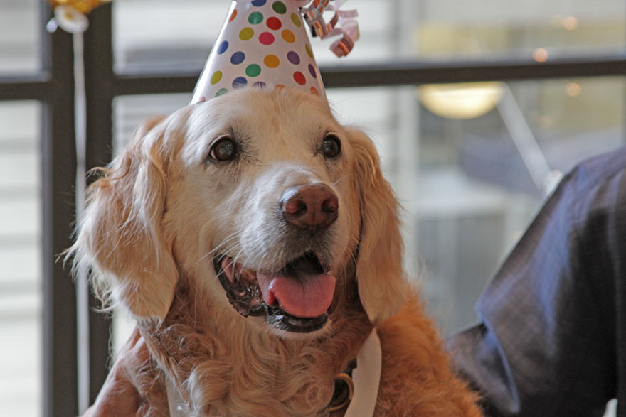 last-9-11-rescue-dog-birthday-party-new-york-bretagne-denise-corliss-4.jpg