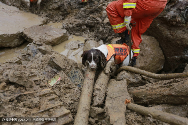 lishui_rescue_dogs3.jpg