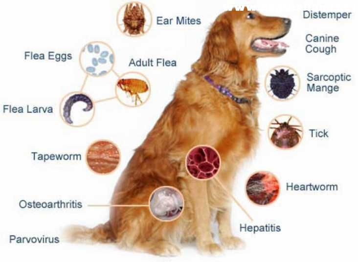 skin-diseases-in-dogs-types-symptoms-labres