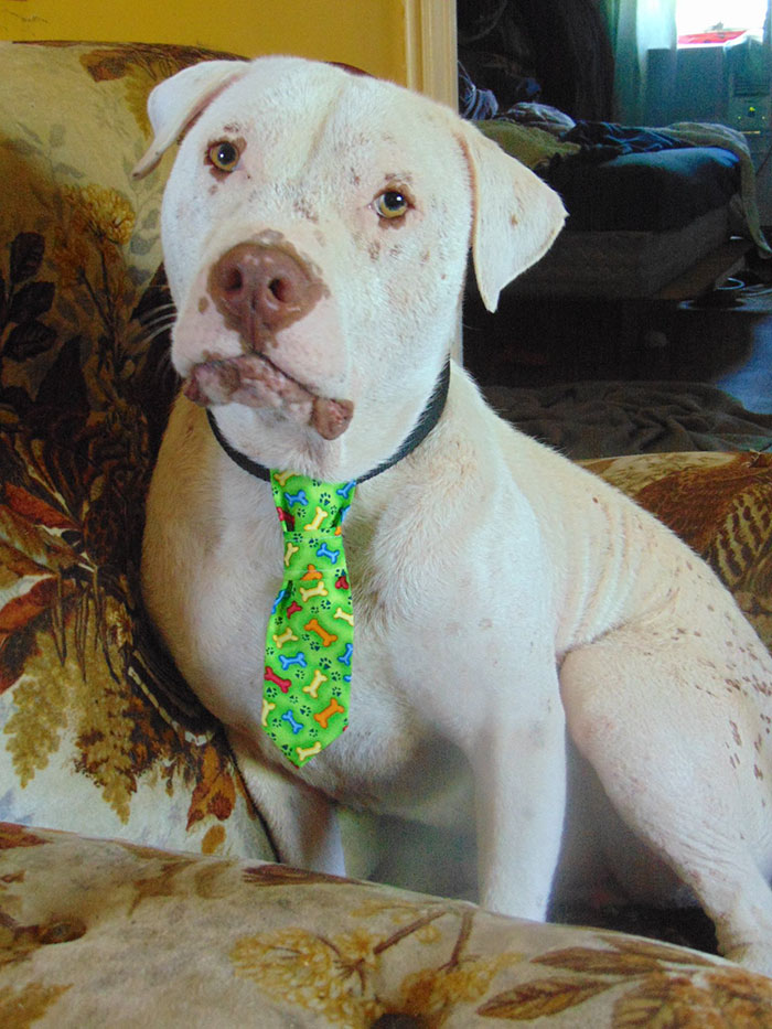 rescue-pit-bull-adopted-mange-mojo-13.jpg