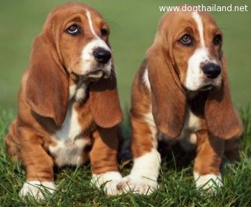 basset-hound-puppies-2.jpg