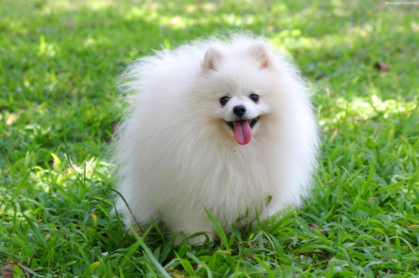 Pomeranian-Puppy1.jpg