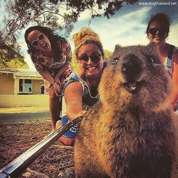 quokka (12).jpg