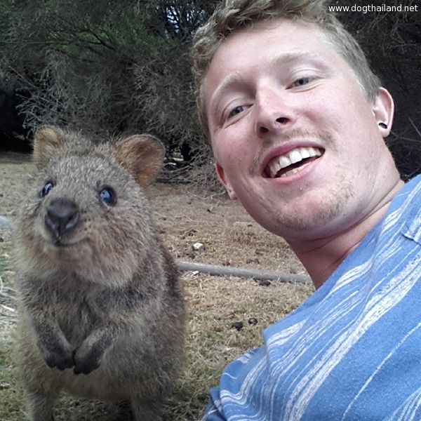 quokka (13).jpg