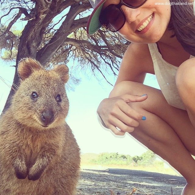 quokka (7).jpg