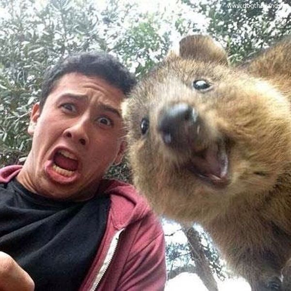 quokka (2).jpg