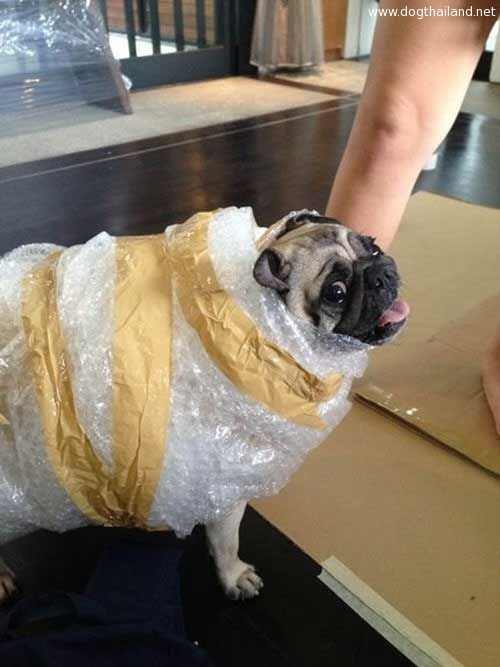 pug-costume-07.jpg