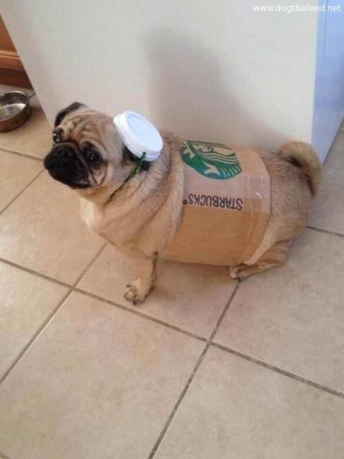 pug-costume-06.jpg