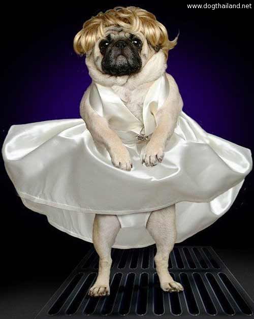 pug-costume-05.jpg