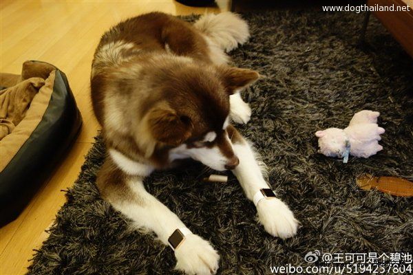 13015-7371-wang-si-cong-dog-apple-watch1-l.jpg