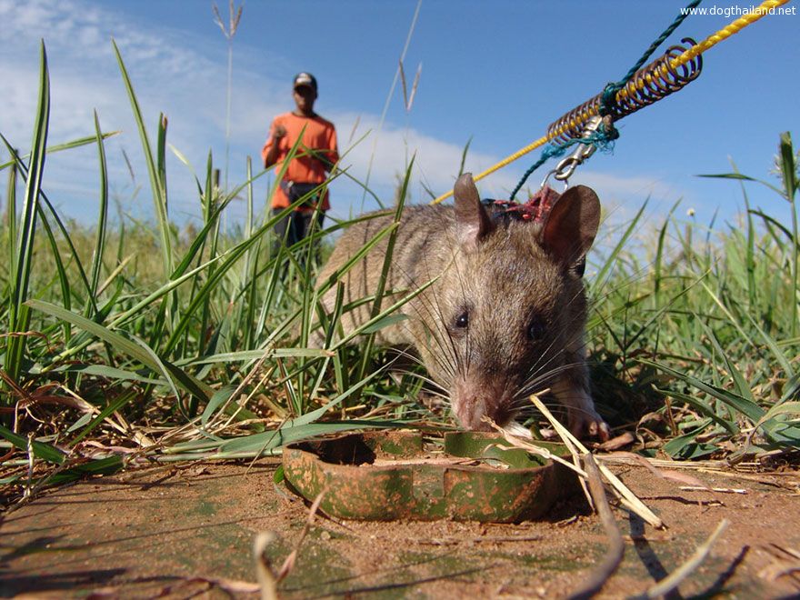 27hero-rats-bomb-demining-africa-apopo-27.jpg