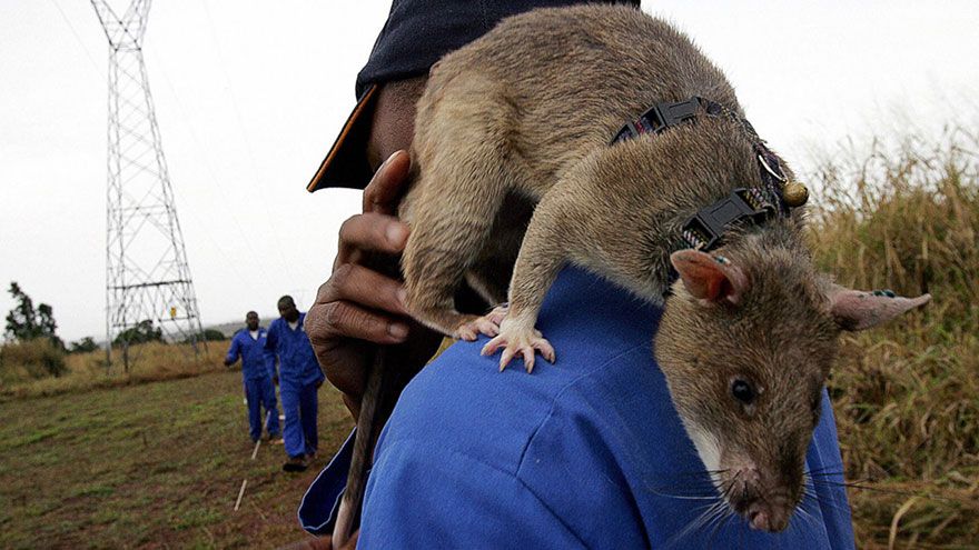 13hero-rats-bomb-demining-africa-apopo-13.jpg