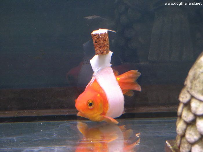 goldfish-wheelchair-cork-sling-float-coverimage (1).jpg