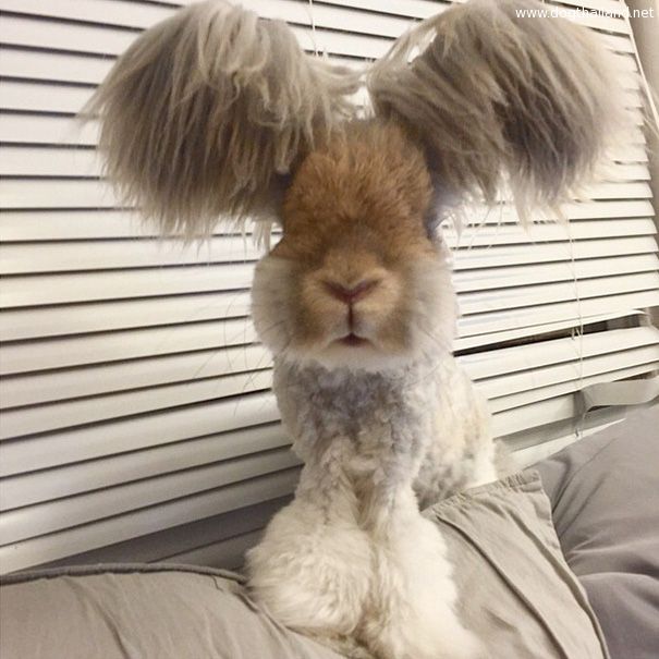 haircut-rabbit-angora-wally-6.jpg