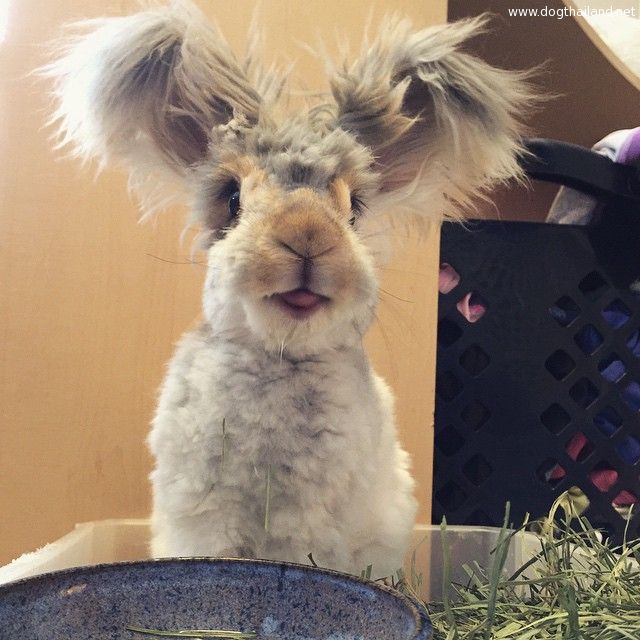 haircut-rabbit-angora-wally-14.jpg