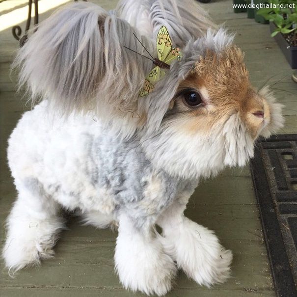 haircut-rabbit-angora-wally-15.jpg