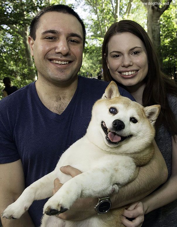 happiest-smiling-dog-shiba-inu-cinnamon-7.jpg