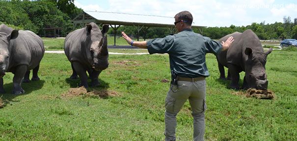 zookeepers-recreating-jurassic-world-raptor-scene-4__605.jpg