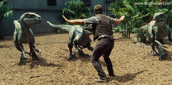 zookeepers-recreating-jurassic-world-raptor-scene-39.jpg