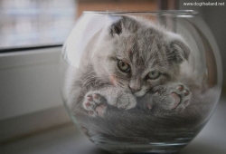 Cats Proving They're Liquid แมวน่ารัก มักซ่อนตัว