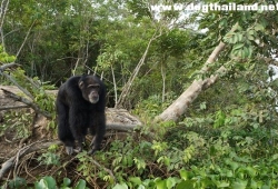 ชิมแปนซี ถูกปล่อยเกาะ 30 ปี อย่างโดดเดี่ยว เหงาสุดๆ ดีใจ โผกอดมนุษย์ทันทีที่ไปเยี่ยม