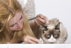 Grumpy Cat แมวหน้าเครียดชื่อดัง ได้ถูกปั้นเป็นหุ่นขี้ผึ้งใน Madame Tussauds! แล้วจ้า (มีคลิป)