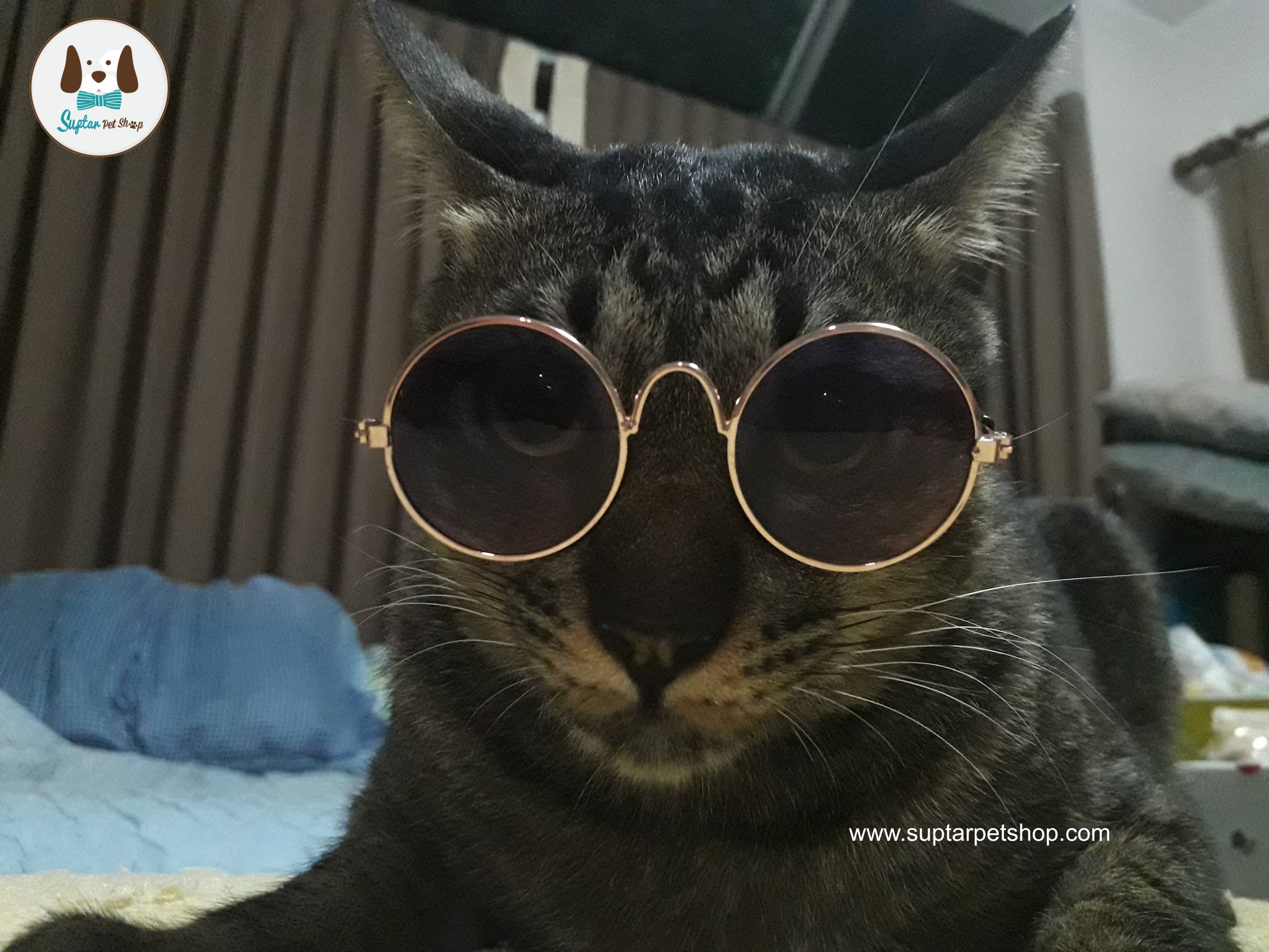 แว่นตา8cm-timeline_20170920_232024-แมวหมา.jpg
