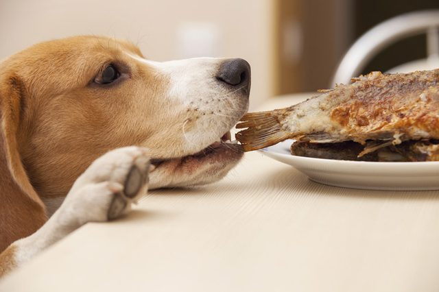 What-Are-Healthy-Protein-Sources-For-Dogs.jpg