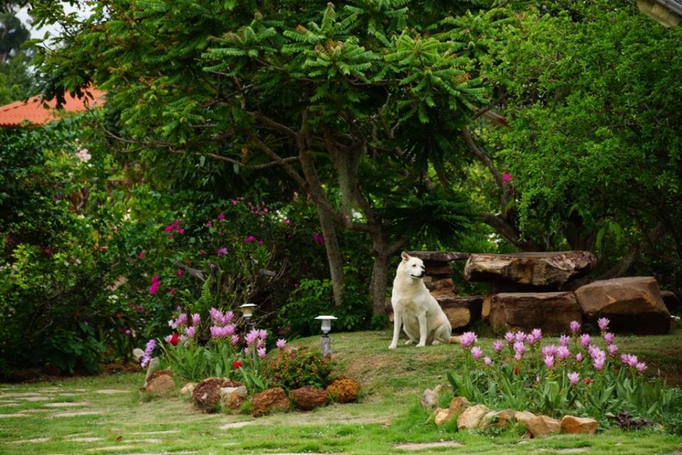 บ้านสวนอินทนนท์ ทุ่งดอกกระเจียวป่าหินงาม ที่พักชัยภูมิ สุนัขเข้าพักได้ 