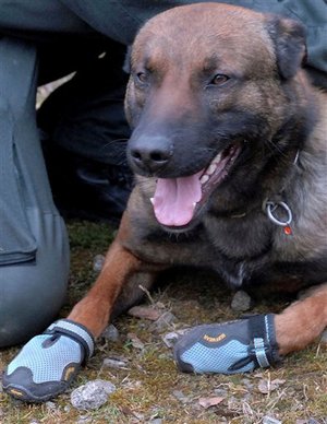 deu_nrw_polizei_hunde_schuhesffembeddedprod_affiliate56.jpg