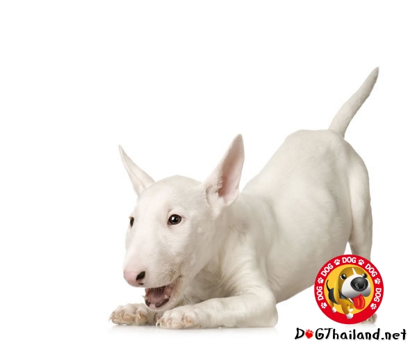 American-Bull-Terrier-2-picture.jpg