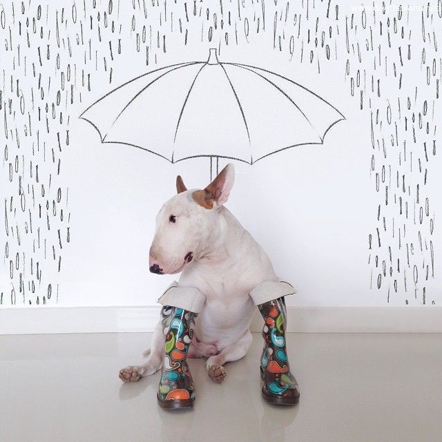 jimmy-choo-bull-terrier-illustrations-rafael-mantesso-10.jpg