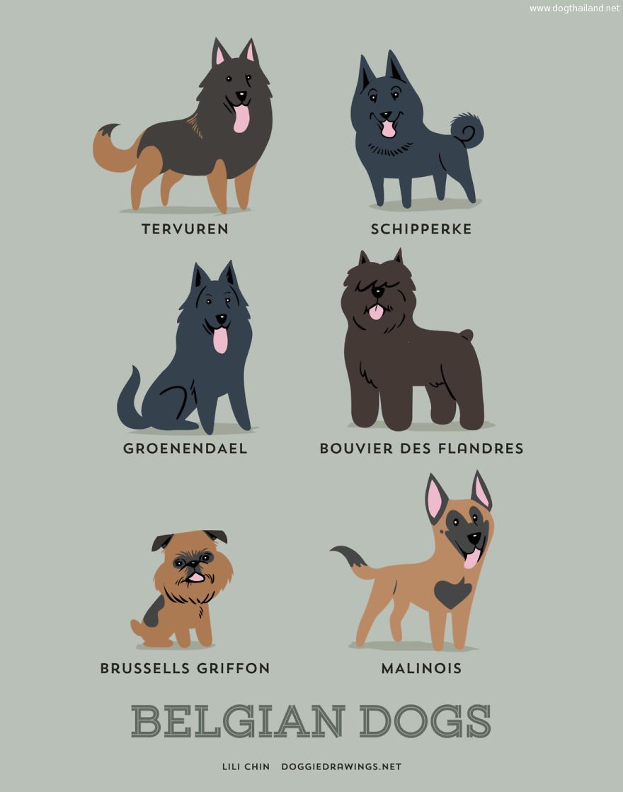 Dogs-Of-The-World-Cute-Poster-Series-Shows-The-Geographic-Origin-Of-Dog-Breeds3__880.jpg
