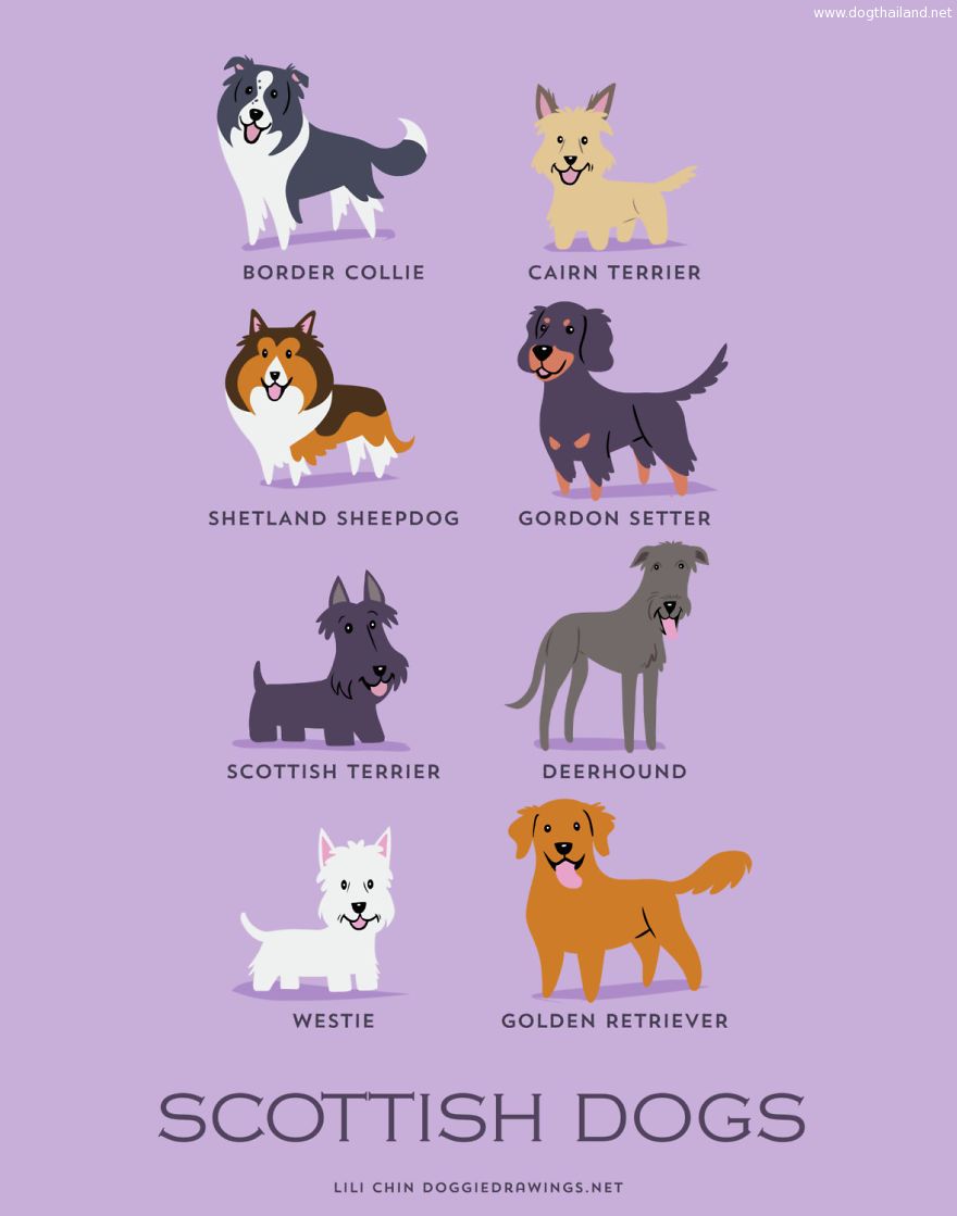 Dogs-Of-The-World-Cute-Poster-Series-Shows-The-Geographic-Origin-Of-Dog-Breeds10__880.jpg