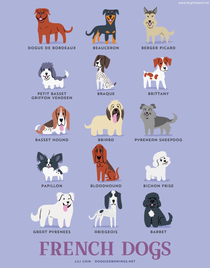 Dogs-Of-The-World-Cute-Poster-Series-Shows-The-Geographic-Origin-Of-Dog-Breeds6__880.jpg