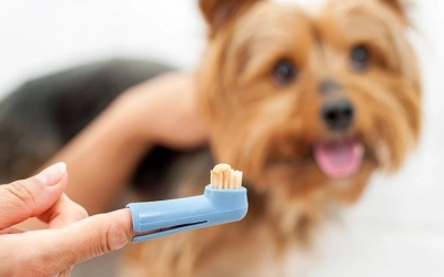 มาแปรงฟันให้น้องหมากันเถอะ! หมอแนะวิธีแปรงฟันสุนัขอย่างถูกวิธี ไม่ใช่เรื่องยากเลย ใครก็แปรงให้น้องหมาได้