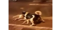 คลิปน้องหมาใช้ร่างปกป้องเพื่อนที่ถูกรถชน ซึ้งจริงๆรักเพื่อนมาก