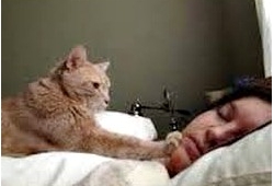 คลิปแอบถ่าย เมื่อเจ้าแมว พยายามปลุกเจ้านาย ให้ตื่น น่ารักอะ